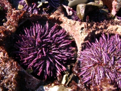 p1350399