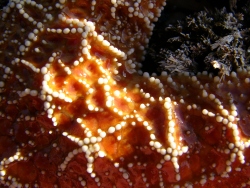 p1350406
