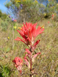 p1170889r