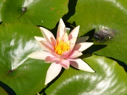 p1250799