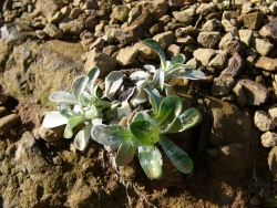 p1090015