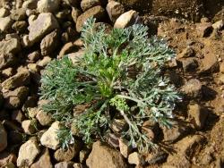 p1090016