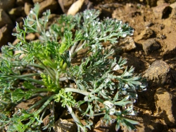 p1090017