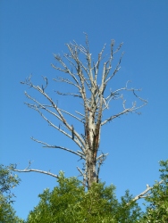 p2300084r