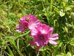 p1100785