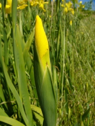 p1100794r
