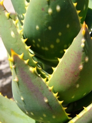 p1070182r