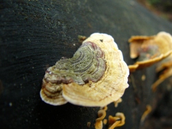 p1210115