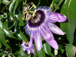 p2340560