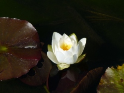 p2350252