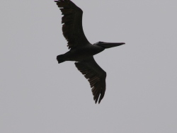 p1250549