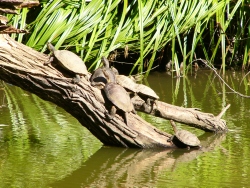 previous