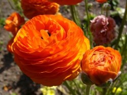 p1100353