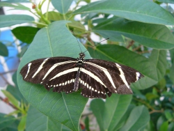 p1100375