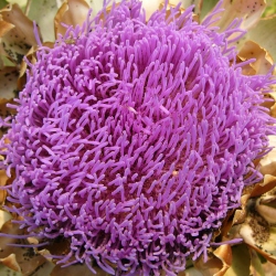 p1220395c