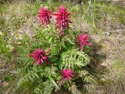 p1100046