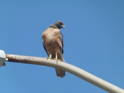 p2380033