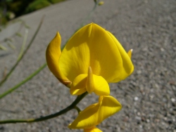 p1100452