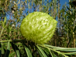 p2050516
