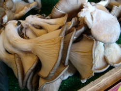 p1040725