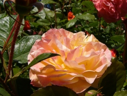 p1100821