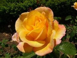 previous