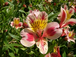 p1100835