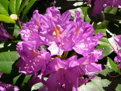 p1100839