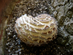 p1100850