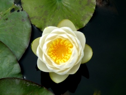 p2370097n
