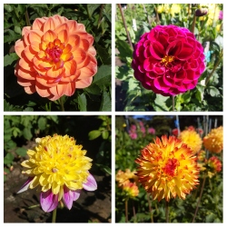 dahlias