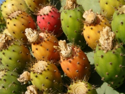 p1070440