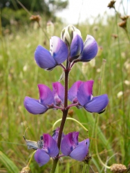 p1180013r
