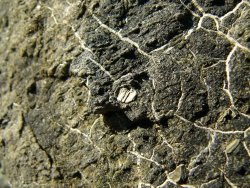 p1190432