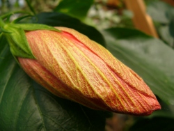 p1150798