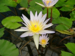 p1150802