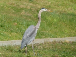 p2300275